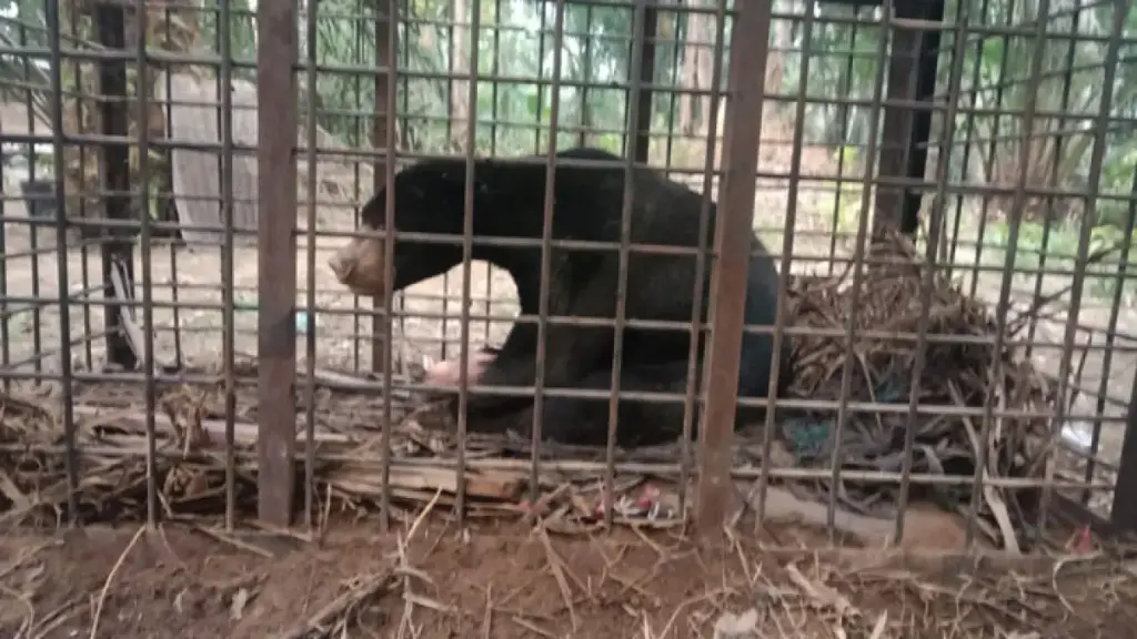 Satu Beruang Api di Inhu Masuk Perangkap BKSDA Riau, Warga Diminta Tetap Waspada