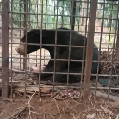 Satu Beruang Api di Inhu Masuk Perangkap BKSDA Riau, Warga Diminta Tetap Waspada