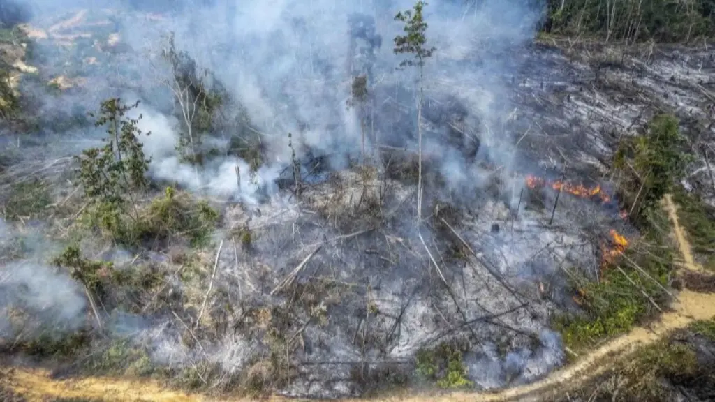 Satgas PKH Peringatkan Alih Fungsi Hutan Bekas Karhutla Bisa Berujung Pidana