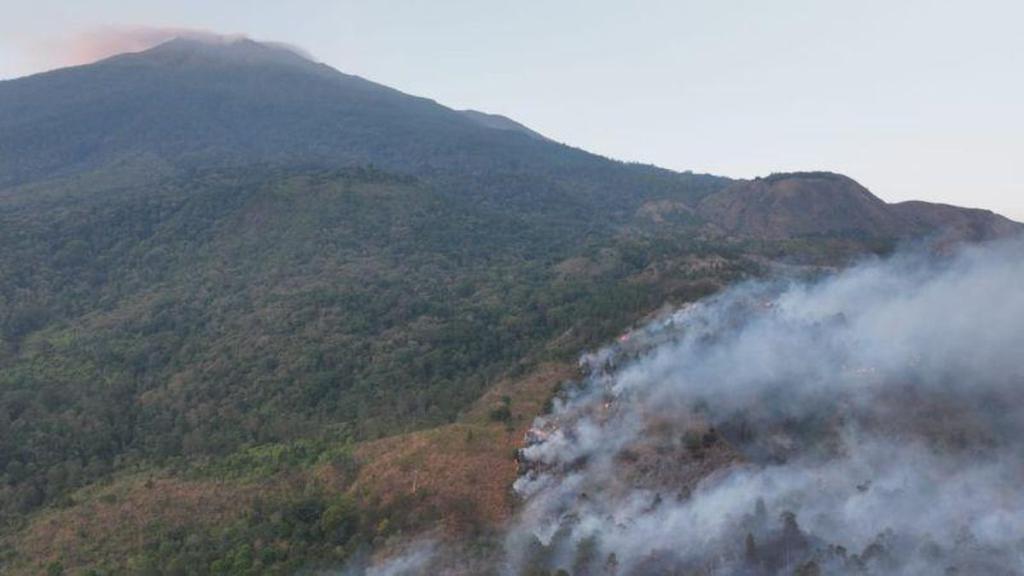 Bayi Surili Terpisah dari Induk saat Karhutla Ciremai Diselamatkan Petani