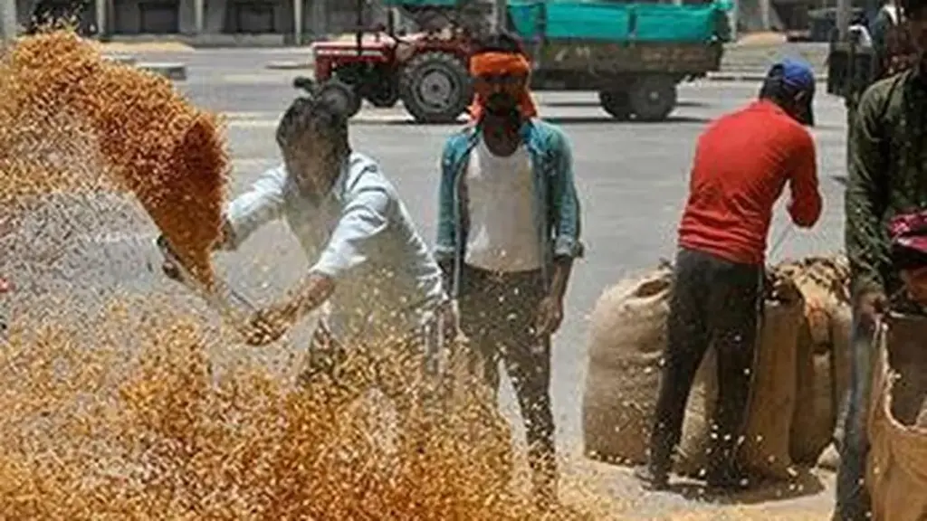 Pemerintah Pangkas Alokasi Gandum di Lelang Mingguan Meski Penggiling Siap Bayar di Atas ₹3.100