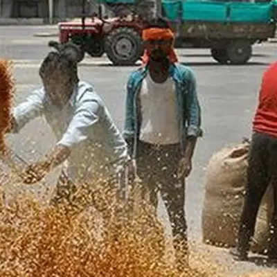 Pemerintah Pangkas Alokasi Gandum di Lelang Mingguan Meski Penggiling Siap Bayar di Atas ₹3.100