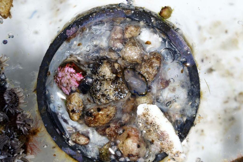 Tutup botol hanyut dari Filipina bawa 307 makhluk hidup ke Jepang